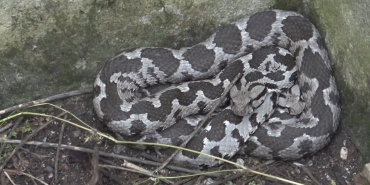 BAYRAMDA ENGEREK MESAİSİ BALIKESİR İTFAİYESİ ZEHİRLİ ENGEREK YILANLARINA MÜDAHALE ETTİ