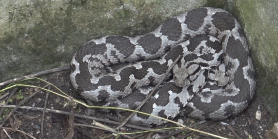 Bayramda engerek mesaisi