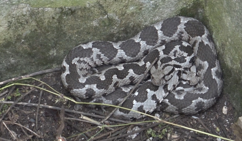 Bayramda engerek mesaisi