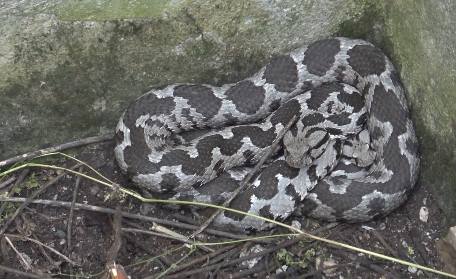 BAYRAMDA ENGEREK MESAİSİ BALIKESİR İTFAİYESİ ZEHİRLİ ENGEREK YILANLARINA MÜDAHALE ETTİ