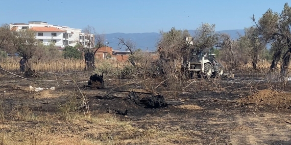 Balıkesir’de çıkan yangında çok sayıda zeytin ağacı kül oldu