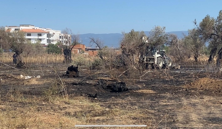 Balıkesir’de çıkan yangında çok sayıda zeytin ağacı kül oldu