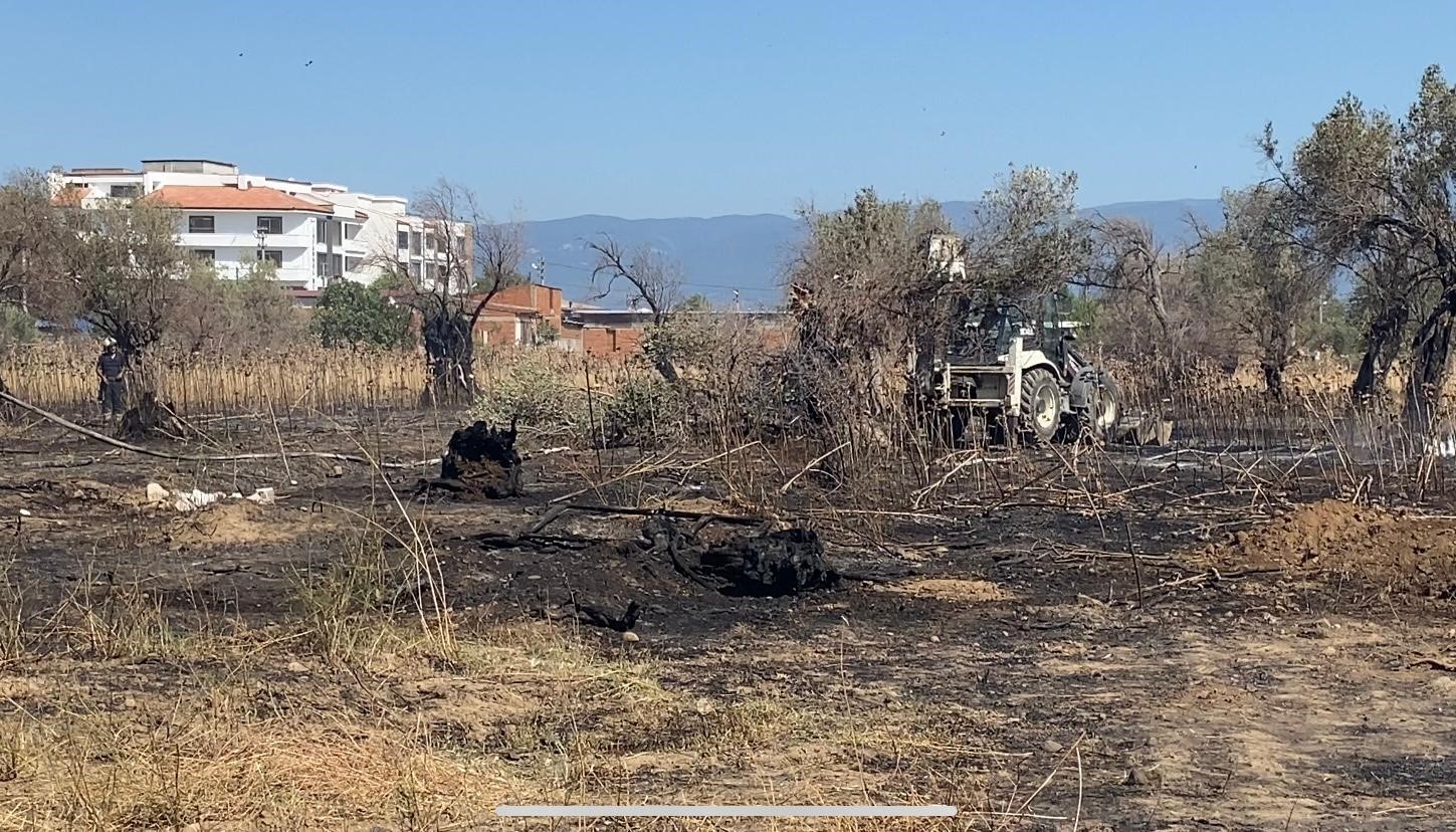 BURHANİYE’DE ÇIKAN YANGINDA ÇOK SAYIDA ZEYTİN AĞACI KÜL OLDU