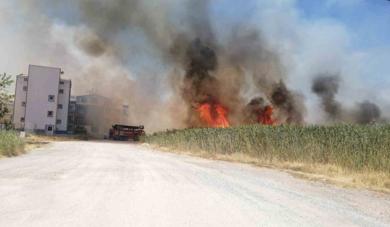 Balıkesir’de sazlık alanda yangın