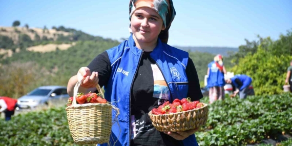 Balıkesirli gençlerden ’Gönüllü Hasat’ etkinliği