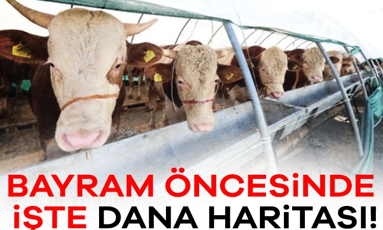 Kurban Bayramı öncesinde dana haritası!