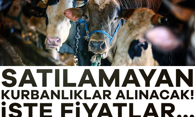 Satılamayan kurbanlar alınacak! İşte fiyatlar…
