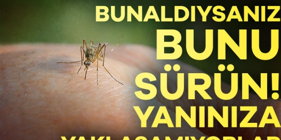 Bunu sürenlere sivrisinek yaklaşamıyor!