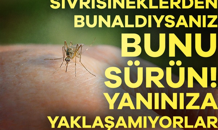 Bunu sürenlere sivrisinek yaklaşamıyor!