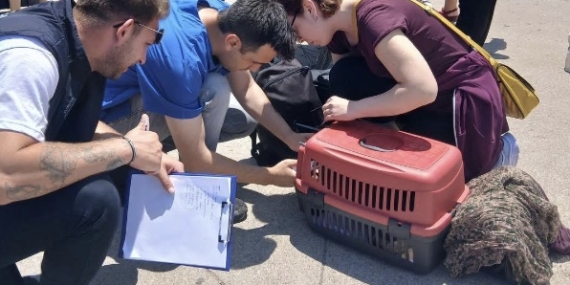 Marmara ve Avşa Adası’na kimliksiz hayvan girişi yasaklandı