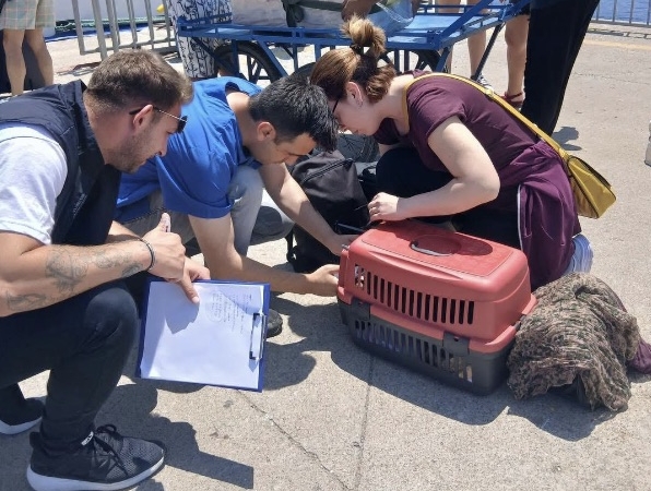 Marmara ve Avşa Adası’na kimliksiz hayvan girişi yasaklandı