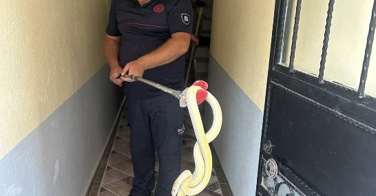 Gönen’de eve giren yılan paniğe neden oldu