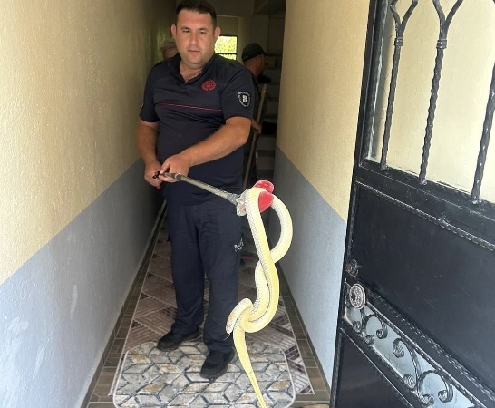 Gönen’de eve giren yılan paniğe neden oldu