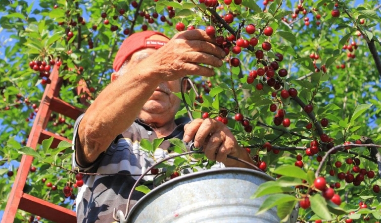 Zirai Don Kirazı Vurdu: İhracatta Tarihi Düşüş