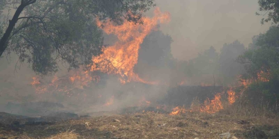 Türkiye Genelinde Orman Yangınlarıyla Mücadele Sürüyor