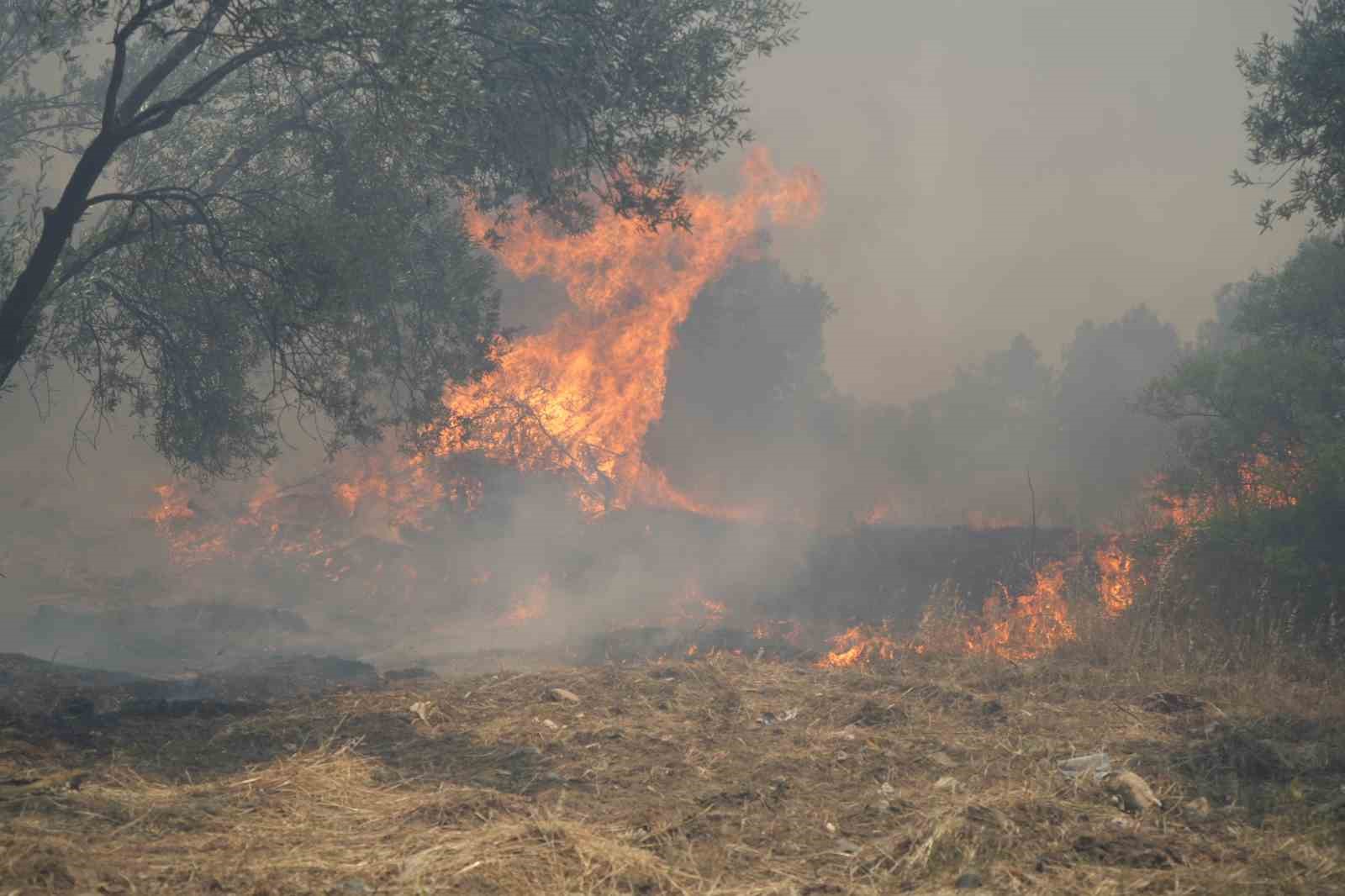 ZEYTİNLİK ALANDAKİ YANGIN KISMEN KONTROL ALTINA ALINDI EDREMİT'TE ÇÖPLÜK ALANDA ÇIKAN YANGIN ZEYTİNLİKLERE SIÇRADI
