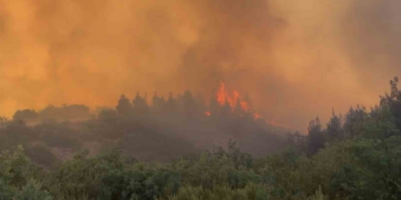 Balıkesir’de orman yangını