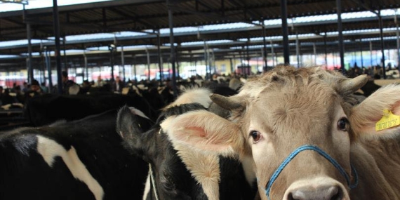 Şap hastalığı nedeniyle hayvan pazarları ikinci bir emre kadar kapatıldı