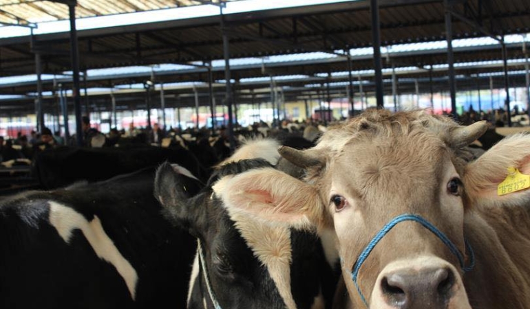 Şap hastalığı nedeniyle hayvan pazarları ikinci bir emre kadar kapatıldı
