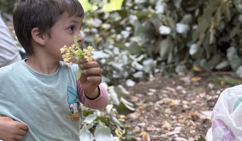 Manyas’ta ıhlamur hasadı başladı
