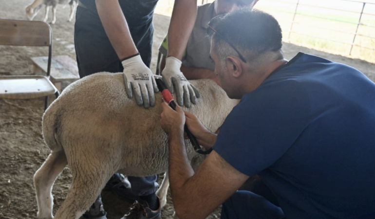 Koyunculuk Araştırma Enstitüsü’nden küçükbaş hayvancılığa bilimsel katkı