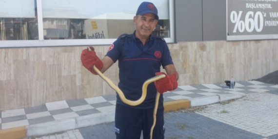 Gönen’de aracın motor bölümünden çıkan yılan paniğe neden oldu