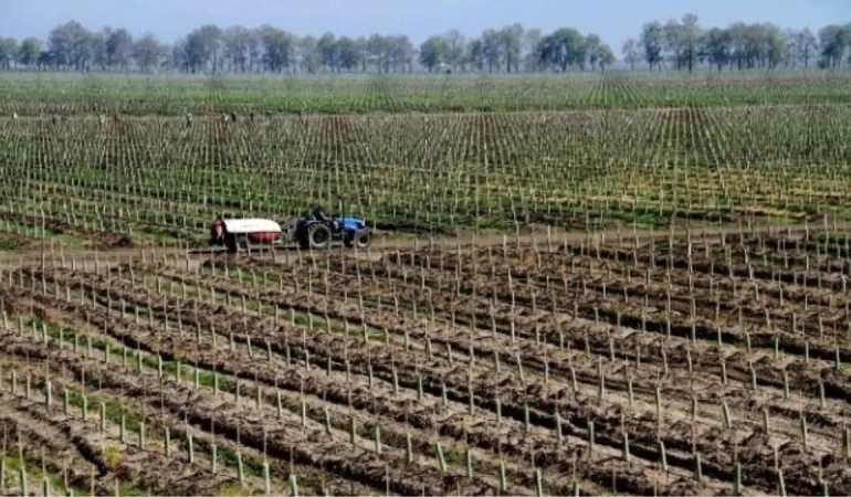 Tahirova Çiftçisi Büyük Felaketle Karşı Karşıya