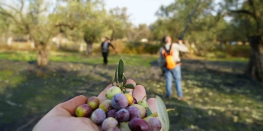 BU YILIN ZEYTİN VE ZEYTİNYAĞI REKOLTE TAHMİNİ AÇIKLANDI BU YIL TOPLAM 2 MİLYON 450 BİN TON ZEYTİN, 740 BİN TON SOFRALIK ZEYTİN, 1 MİLYON 710 BİN TON YAĞLIK ZEYTİN VE 310 BİN TON ZEYTİNYAĞI REKOLTESİ BEKLENİYOR