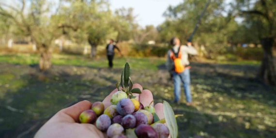 Bu yılın zeytin ve zeytinyağı rekolte tahmini açıklandı