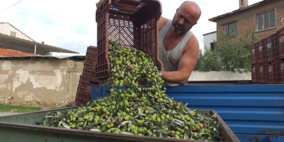 Balıkesir’de elekler kuruldu yeşil zeytin hasadı başladı