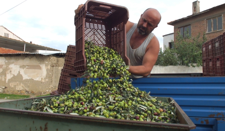 Balıkesir’de elekler kuruldu yeşil zeytin hasadı başladı