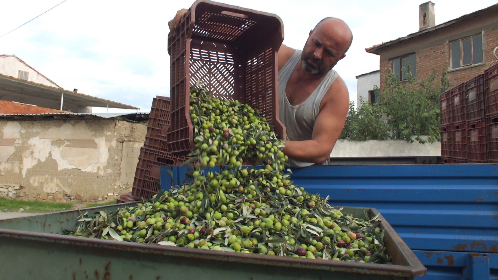 BALIKESİR'DE ELEKLER KURULDU YEŞİL ZEYTİN HASADI BAŞLADI